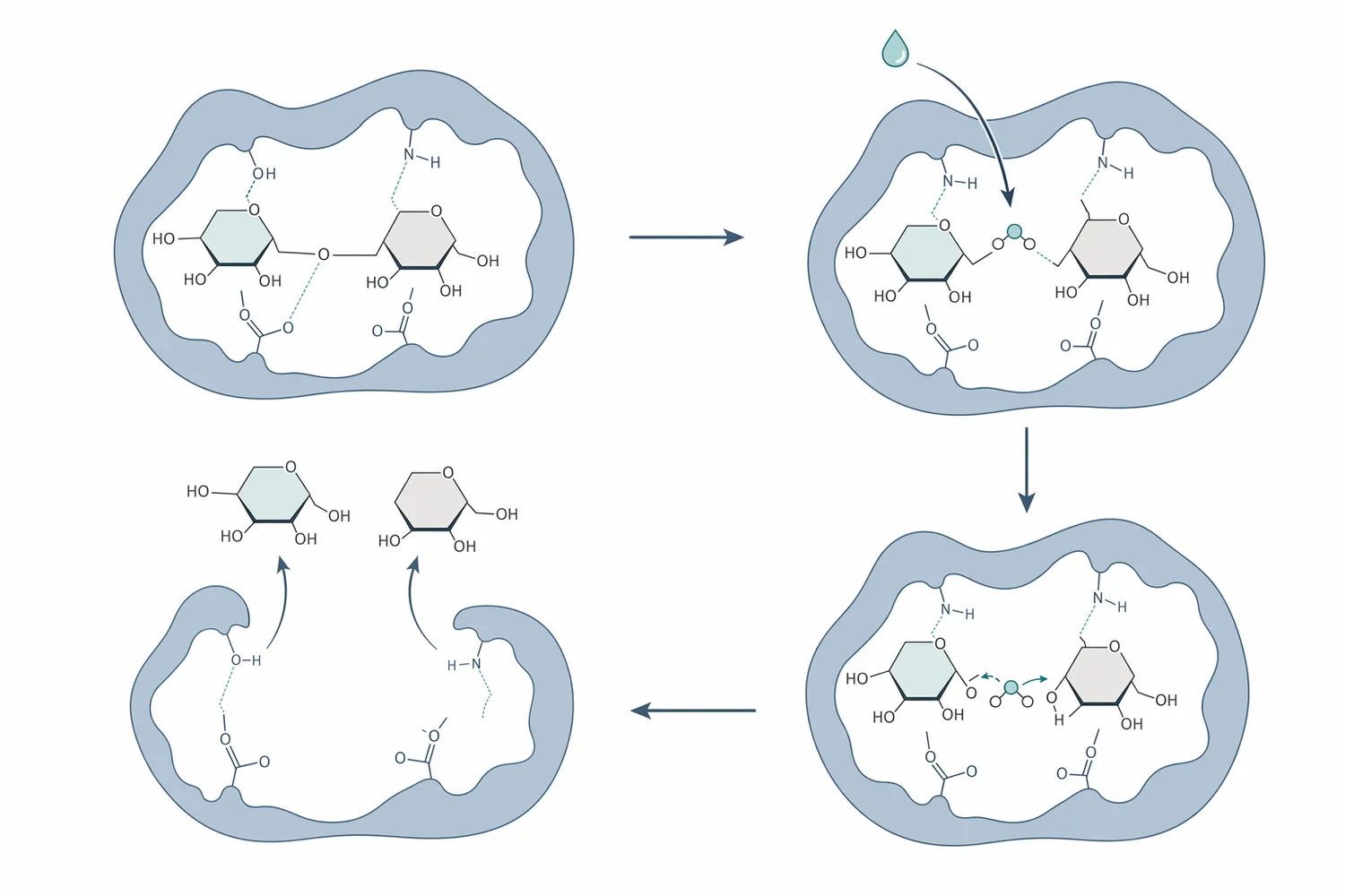 Lactase hydrolyzes the β-galactosidic bond in lactose, producing glucose and galactose.