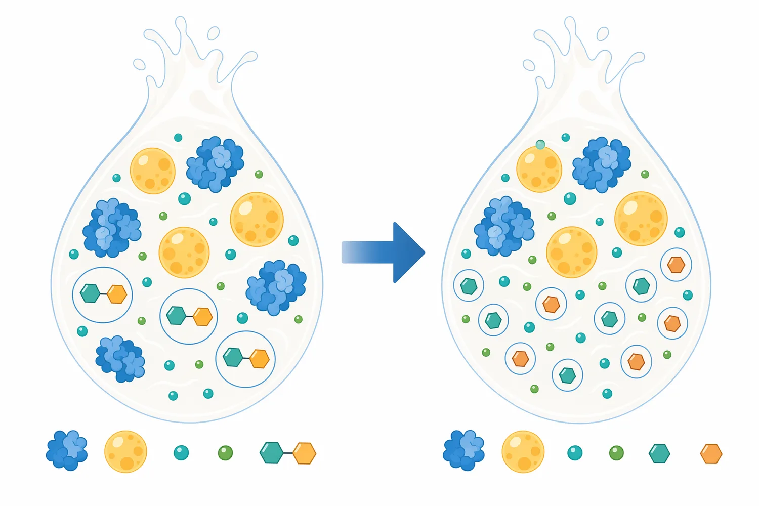 Lactase changes the carbohydrate fraction of dairy without removing milk proteins, minerals, or fat.