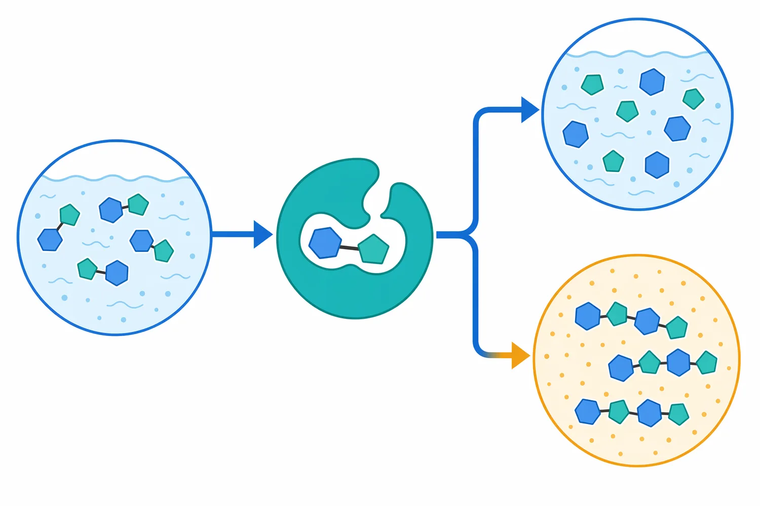 β-galactosidase can favor lactose hydrolysis or transgalactosylation depending on reaction conditions.