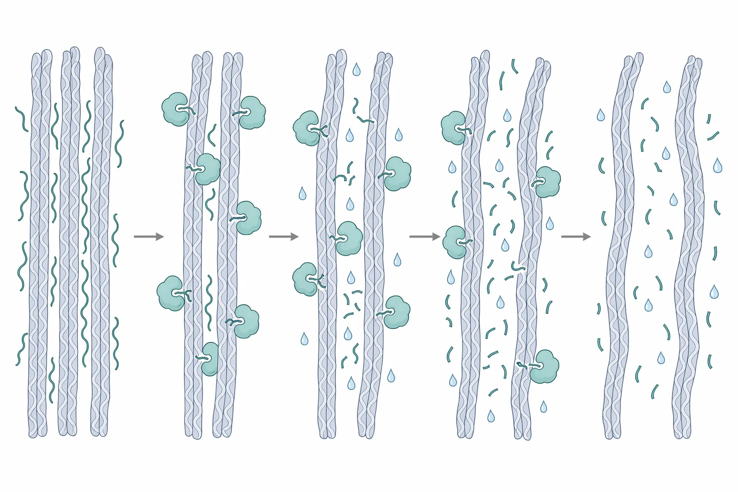 Trypsin softens leather pelts by selectively hydrolyzing accessible non-collagenous proteins while preserving the collagen fiber framework.