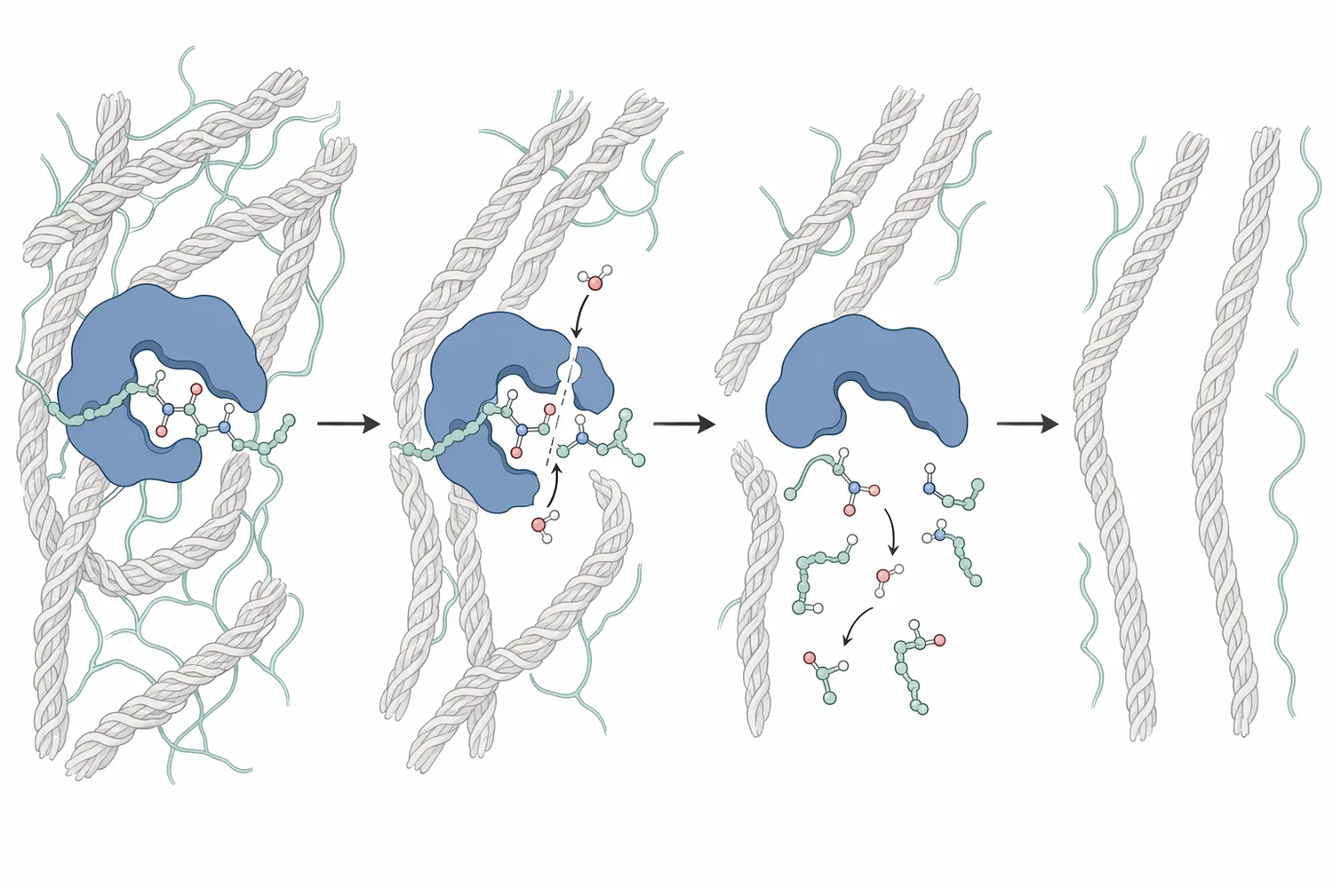 Acid protease cleaves accessible peptide bonds in non-structural and interfibrillary proteins while controlled use aims to preserve the collagen network.