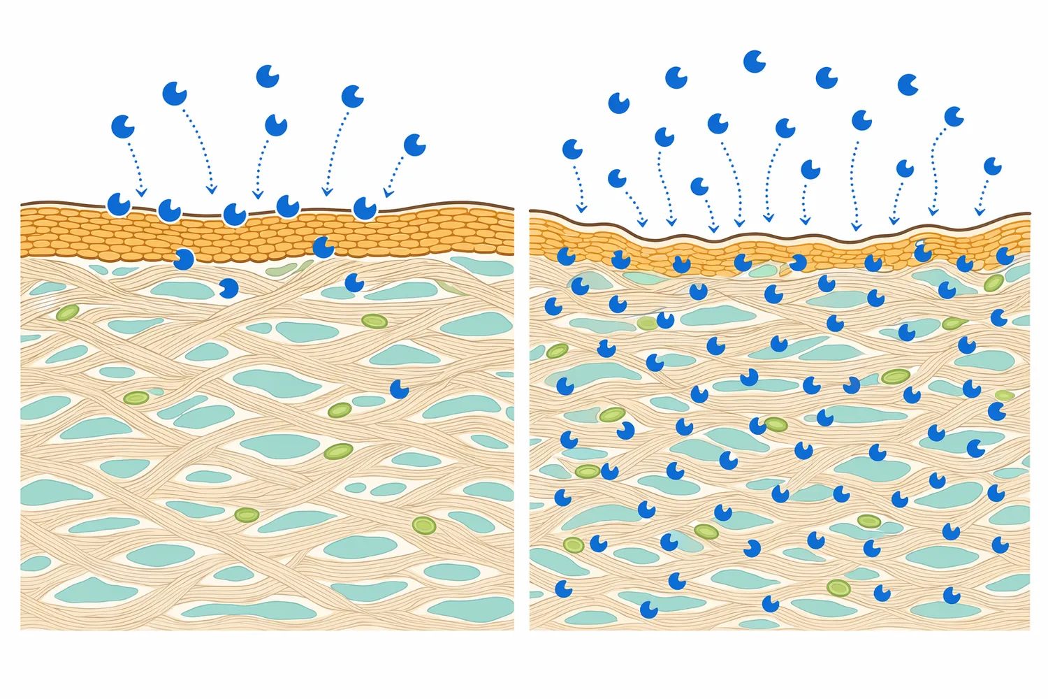 Enzyme distribution within the hydrated hide affects whether proteolysis is uniform or concentrated near the surface.