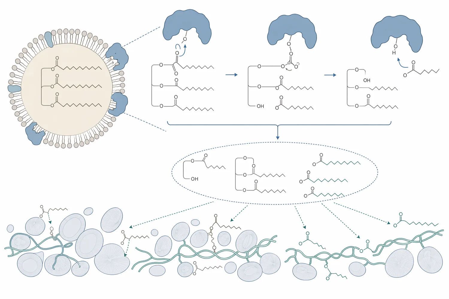 Lipase converts selected flour and dough lipids into more surface-active fragments that can stabilize gas-cell interfaces in bread dough.