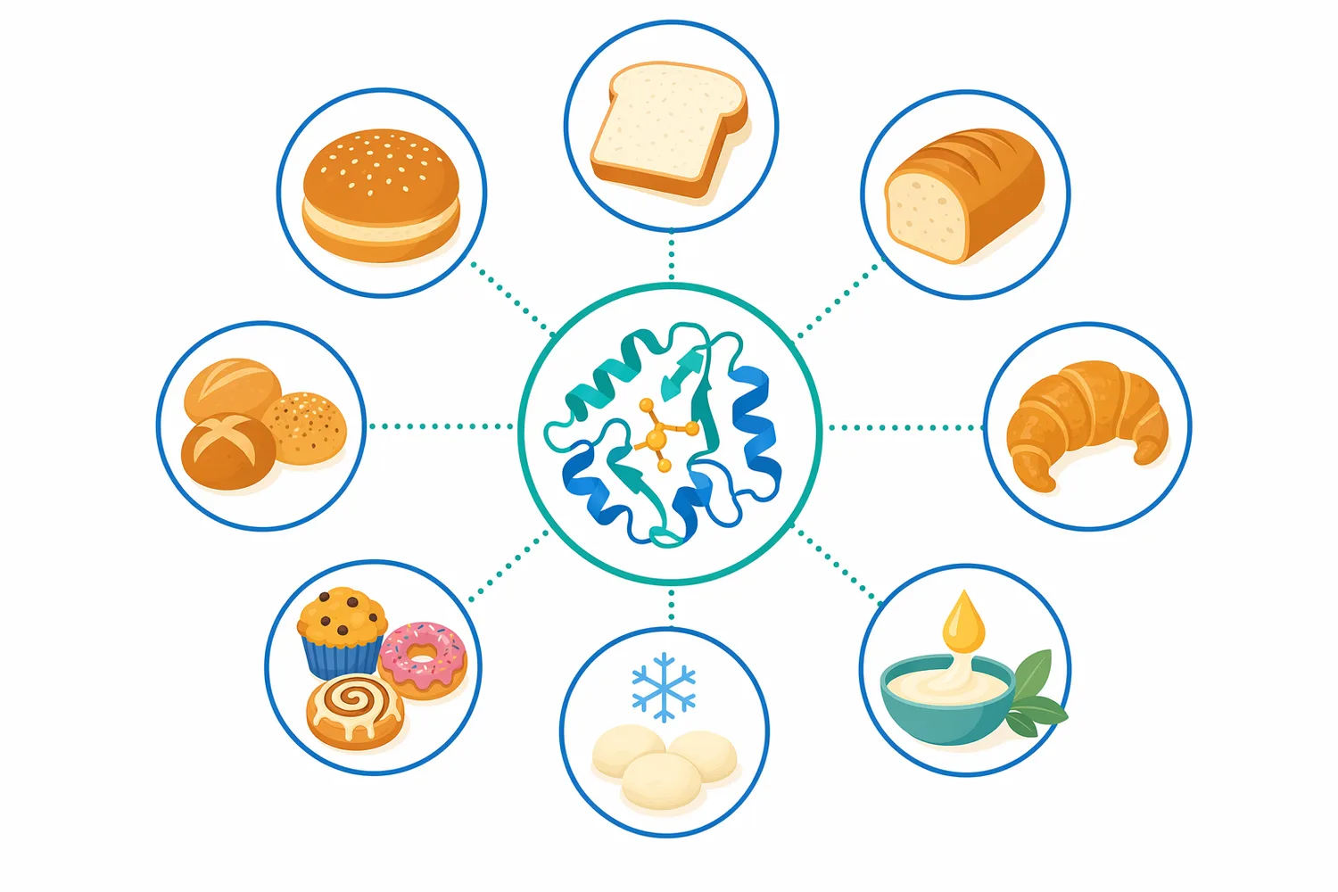 Lipase can be applied across pan bread, buns, sourdough, gluten-free, high-fiber, seeded, and fortified breads, but performance depends on the matrix.