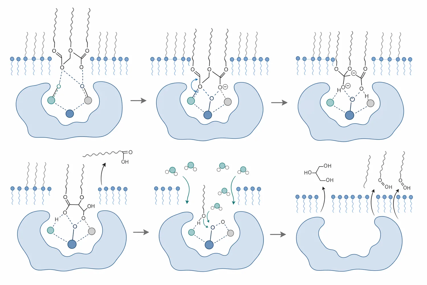 Lipase cleaves ester bonds in triglycerides to release free fatty acids, monoacylglycerols, diacylglycerols, and eventually glycerol.