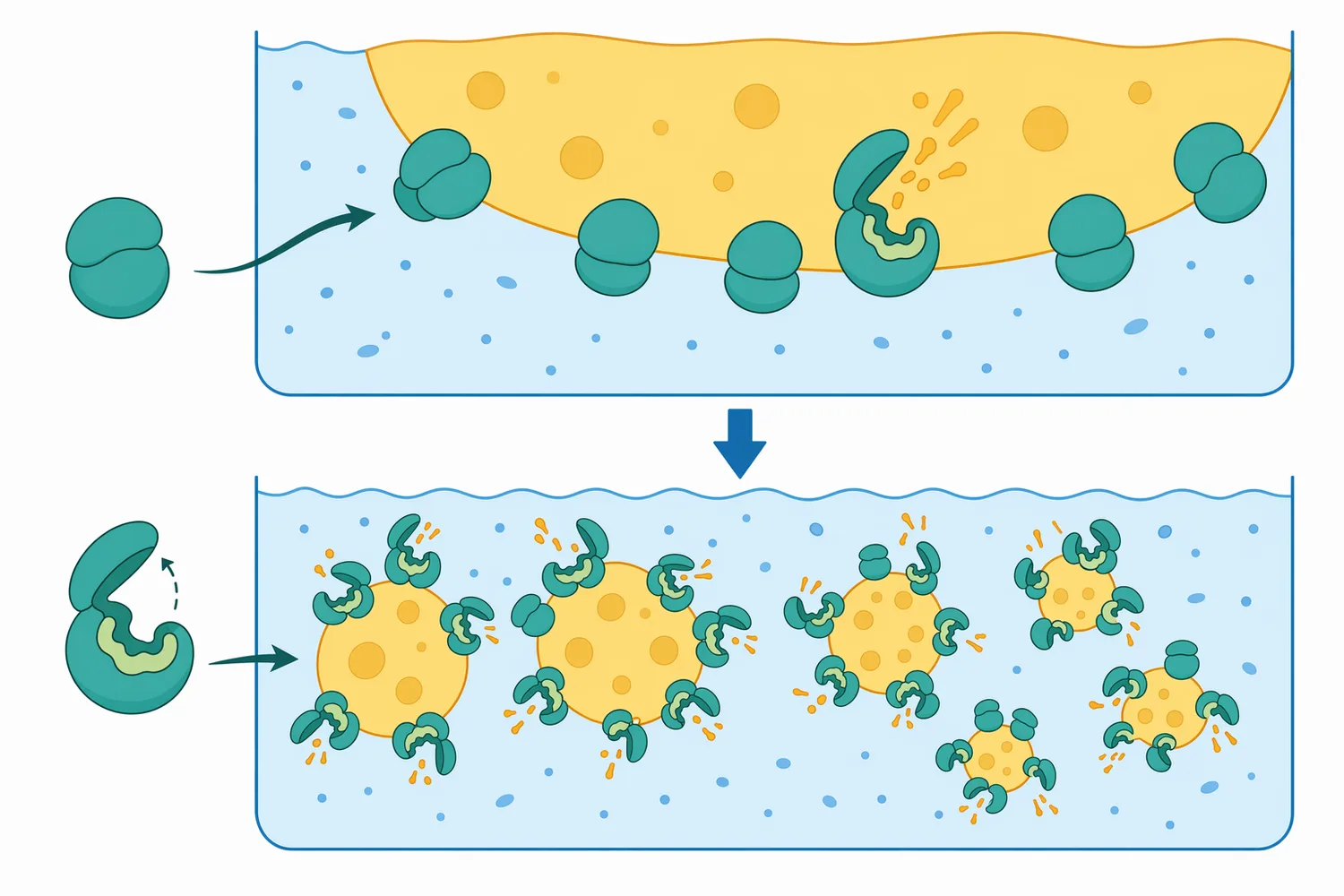 Many lipases show higher activity at lipid-water interfaces because the interface can expose the active site and increase substrate access.