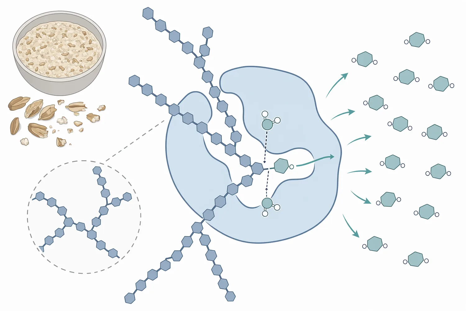 Alpha-amylase shortens gelatinized starch into dextrins, while glucoamylase releases glucose from dextrin chain ends.