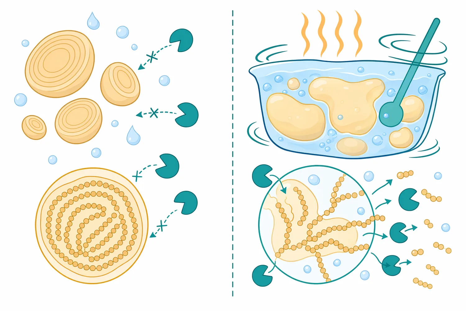 Glucoamylase performance depends on physical access to hydrated, cooked, gelatinized, and liquefied starch-derived dextrins.