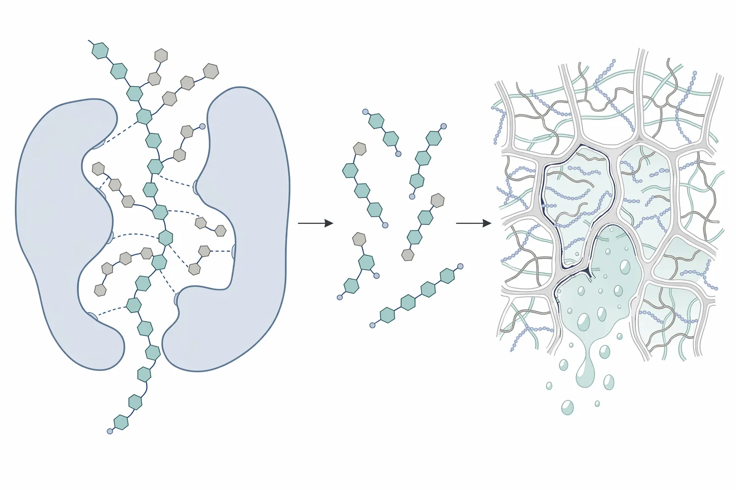 Pectinase weakens the hydrated pectin network that holds plant cells, water, suspended solids, and soluble compounds together.