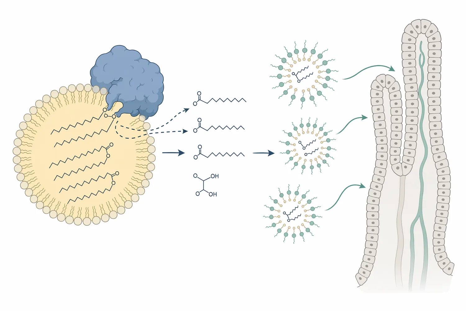 Lipase hydrolyses ester bonds in triglycerides to form free fatty acids, partial glycerides, and glycerol-containing fractions that can enter micelles for absorption.