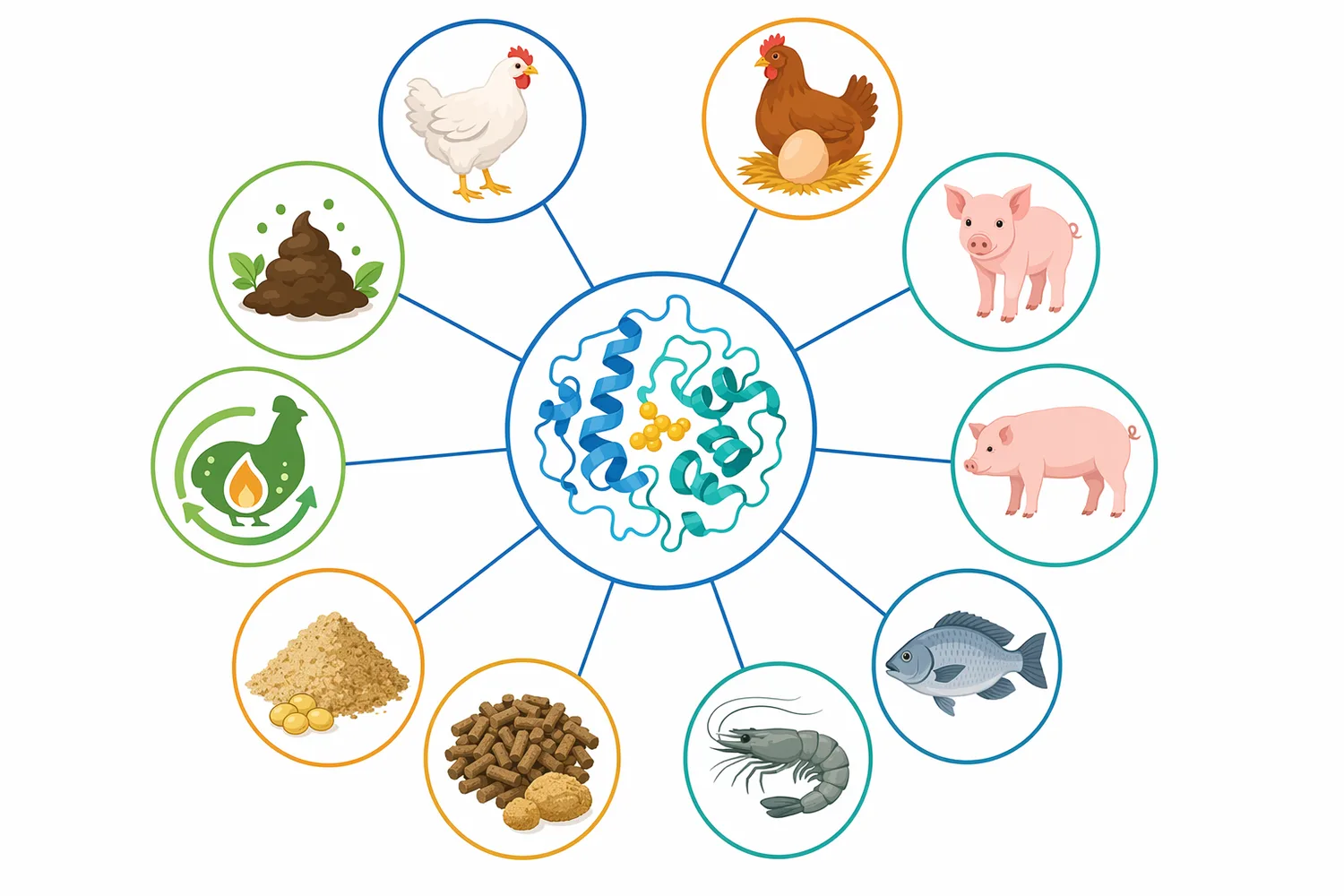 Lipase applications differ across poultry, swine, ruminant, and aquaculture diets because lipid sources, digestive physiology, and life stage affect the value of fat hydrolysis support.