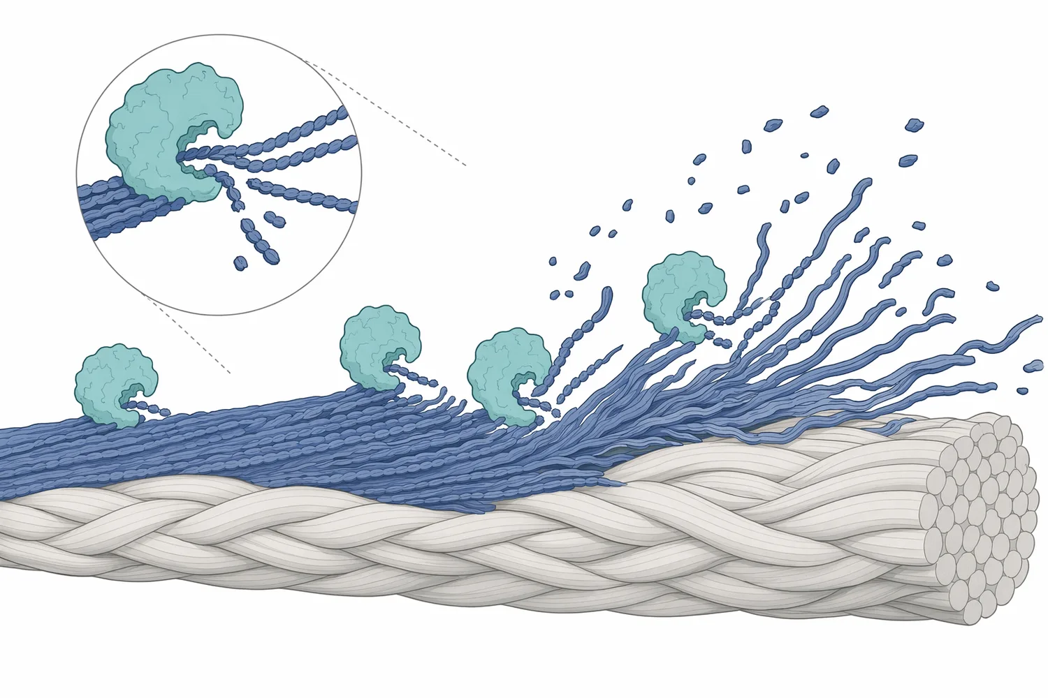 Cellulase creates denim fading by weakening exposed cotton cellulose fibrils so tumbling can remove indigo-bearing surface material.