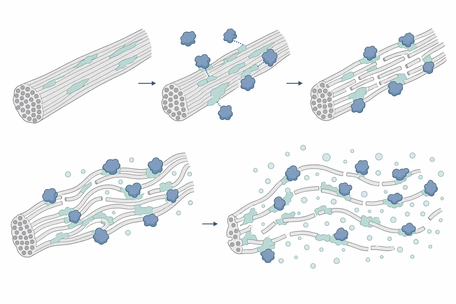 Cellulase-type activity adsorbs to accessible cellulose regions, makes limited internal cuts, and opens fiber-wall areas for more uniform hydration and solvent penetration.