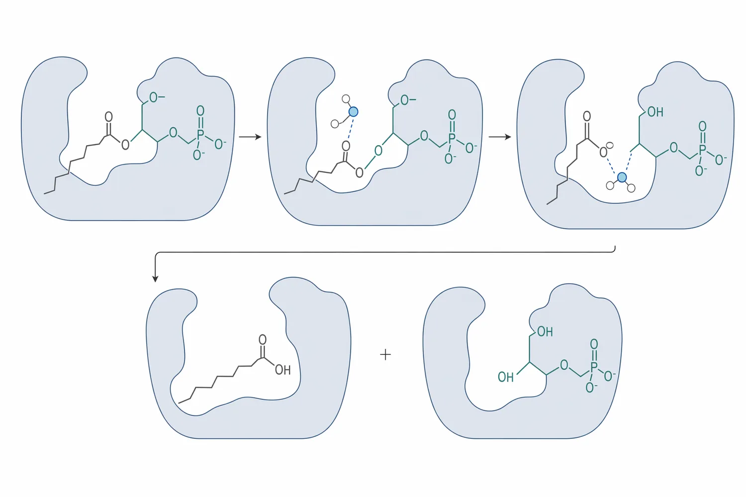 Lysophospholipase hydrolyzes the remaining fatty-acid ester bond of a lysophospholipid to form a free fatty acid and a more polar glycerophospho-head-group product.