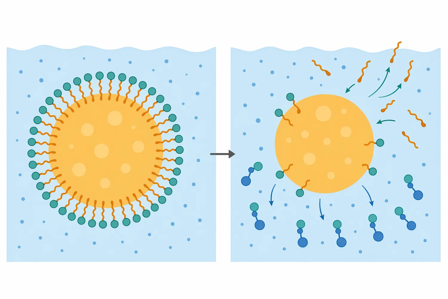 Lysophospholipids have a one-tail amphiphilic shape that makes them highly active at oil-water interfaces.