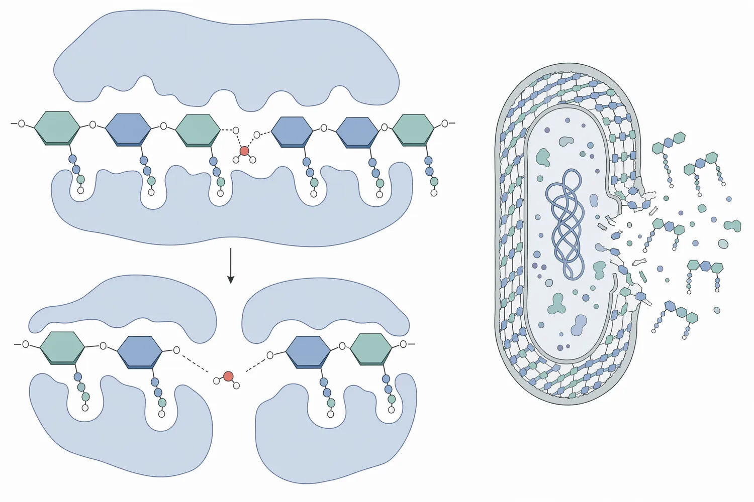 Lysozyme hydrolyzes β(1→4) glycosidic linkages in bacterial peptidoglycan, weakening the cell wall and making susceptible bacteria vulnerable to lysis or growth inhibition.