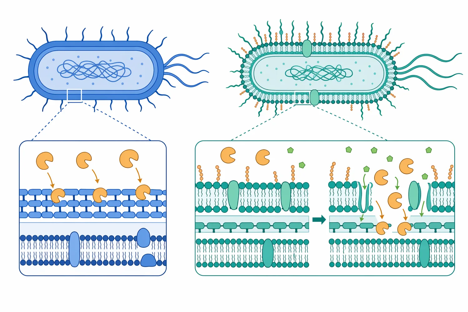 Gram-positive bacteria are typically more susceptible because their peptidoglycan is more exposed, while the Gram-negative outer membrane can restrict lysozyme access.