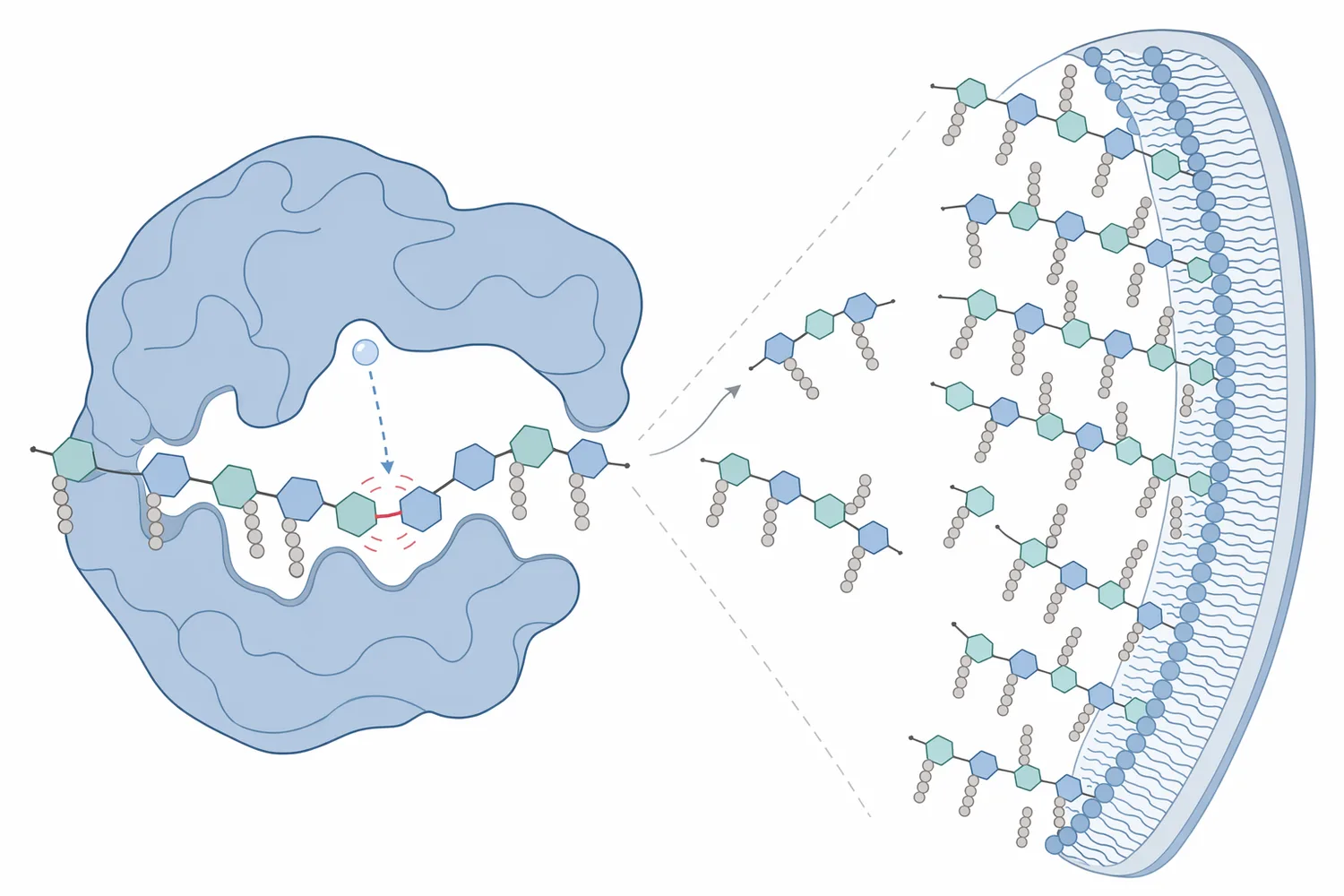 Lysozyme hydrolyzes the sugar backbone of bacterial peptidoglycan, weakening susceptible cell walls and potentially causing lysis.