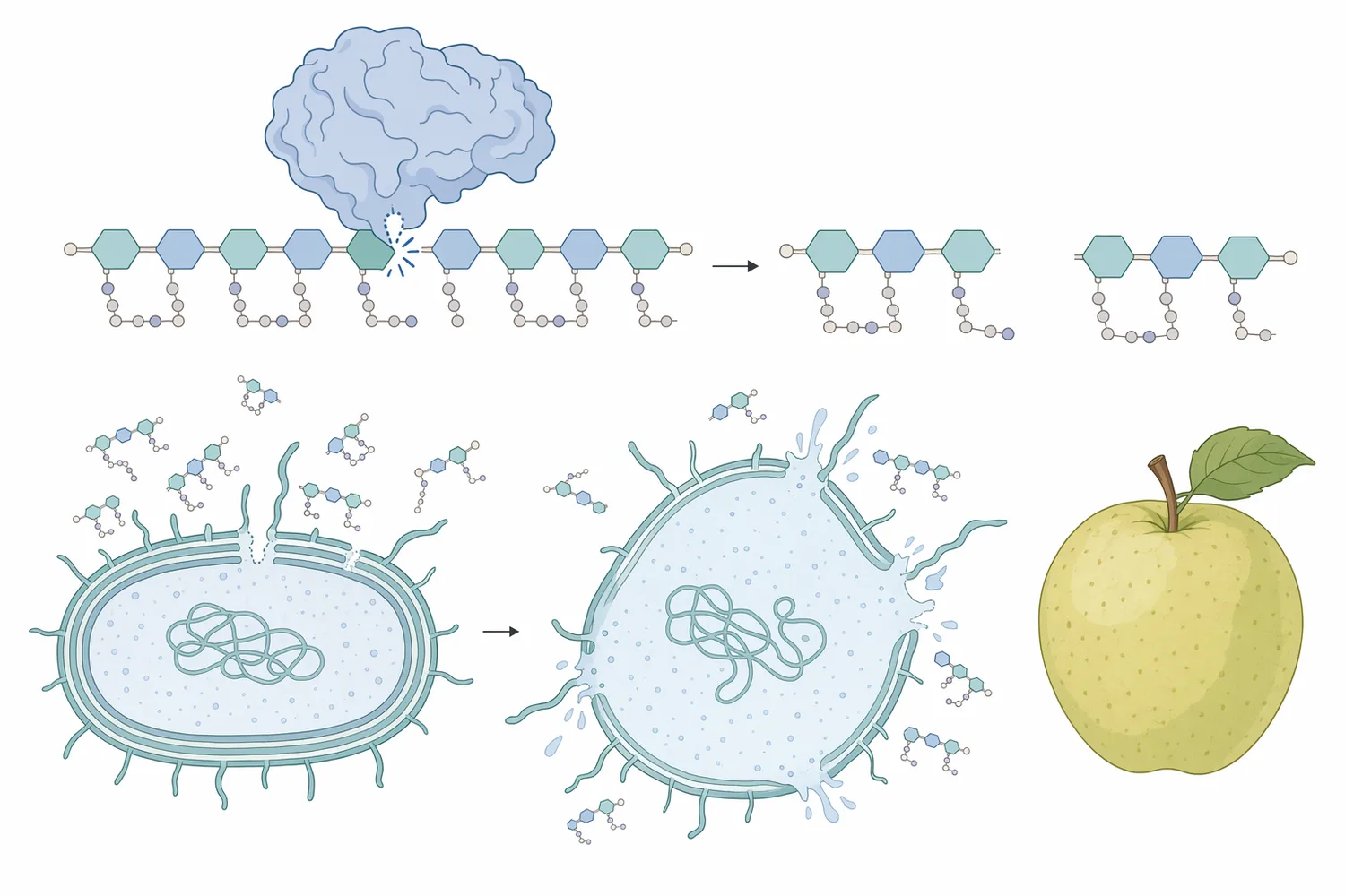 Lysozyme hydrolyzes peptidoglycan in susceptible bacterial cell walls, weakening the cell envelope and reducing bacterial survival during storage.