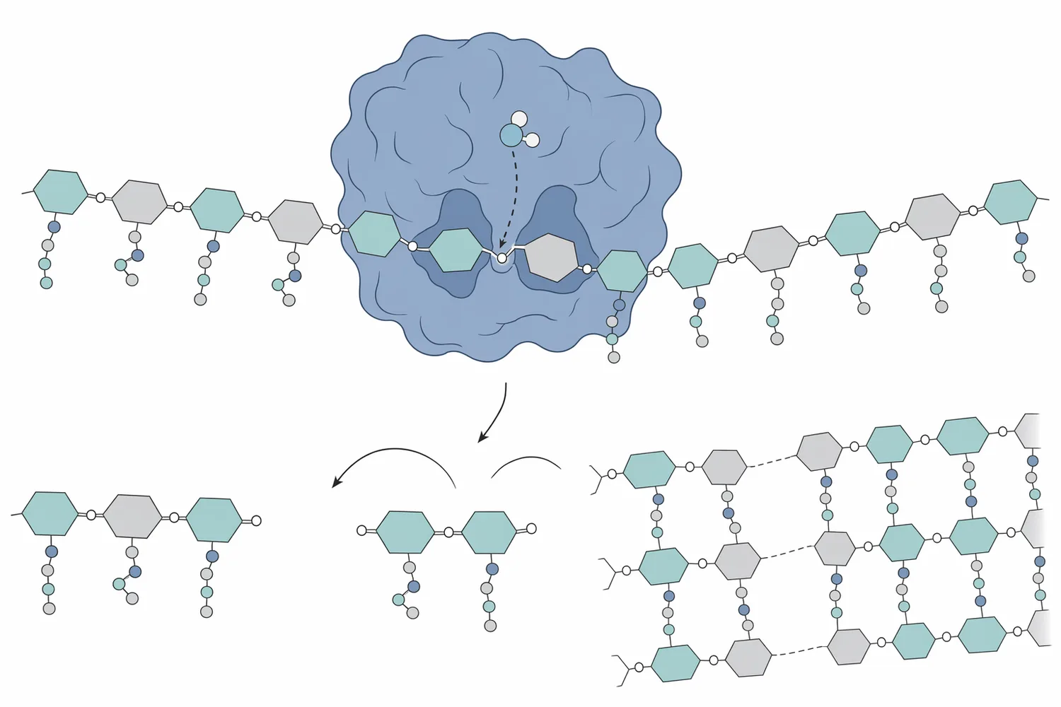 Lysozyme weakens susceptible bacteria by cleaving glycosidic bonds in the peptidoglycan sugar backbone of the cell wall.