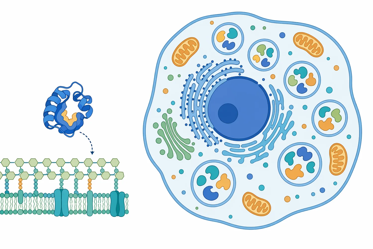 Lysozyme is a specific antimicrobial enzyme protein, whereas a lysosome is a cellular compartment containing many degradative enzymes.