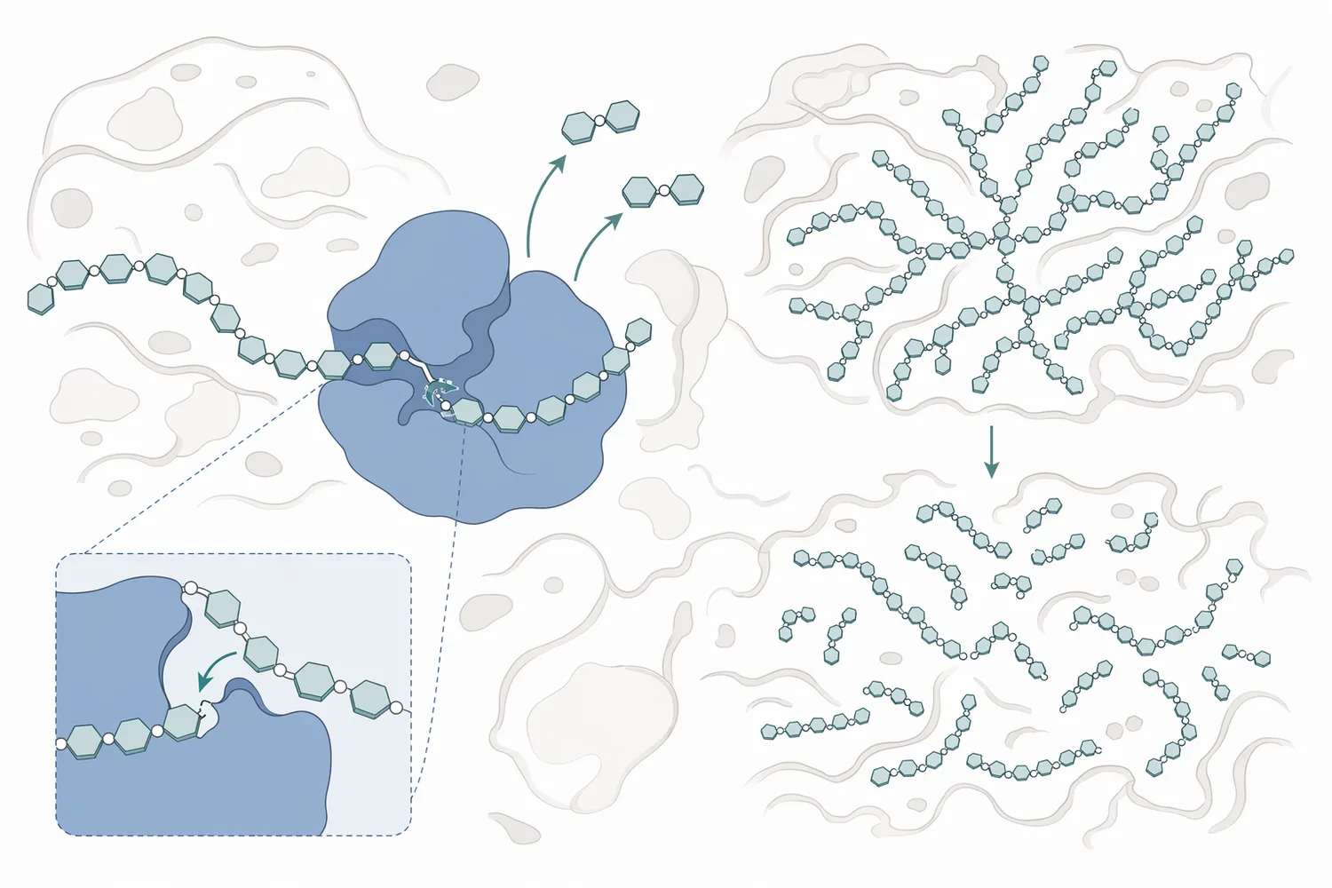 Maltogenic amylase acts on gelatinized starch during baking to produce maltose and short malto-oligosaccharides that reduce later crumb firming.