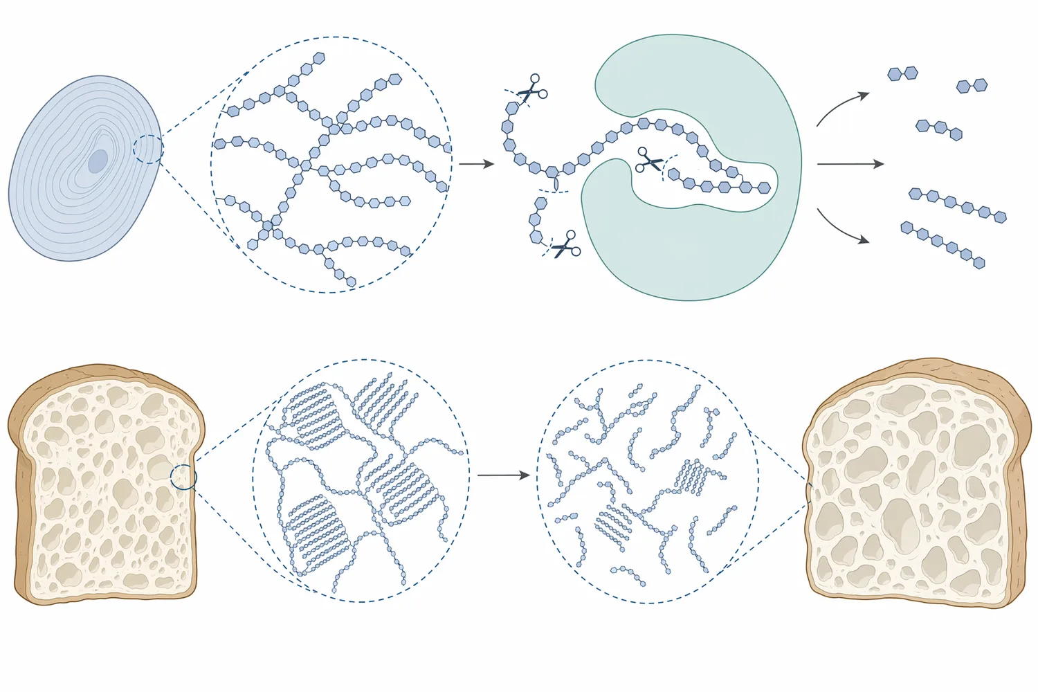 Bread crumb firms during storage as amylopectin branches reassociate into more ordered regions after gelatinization and cooling.