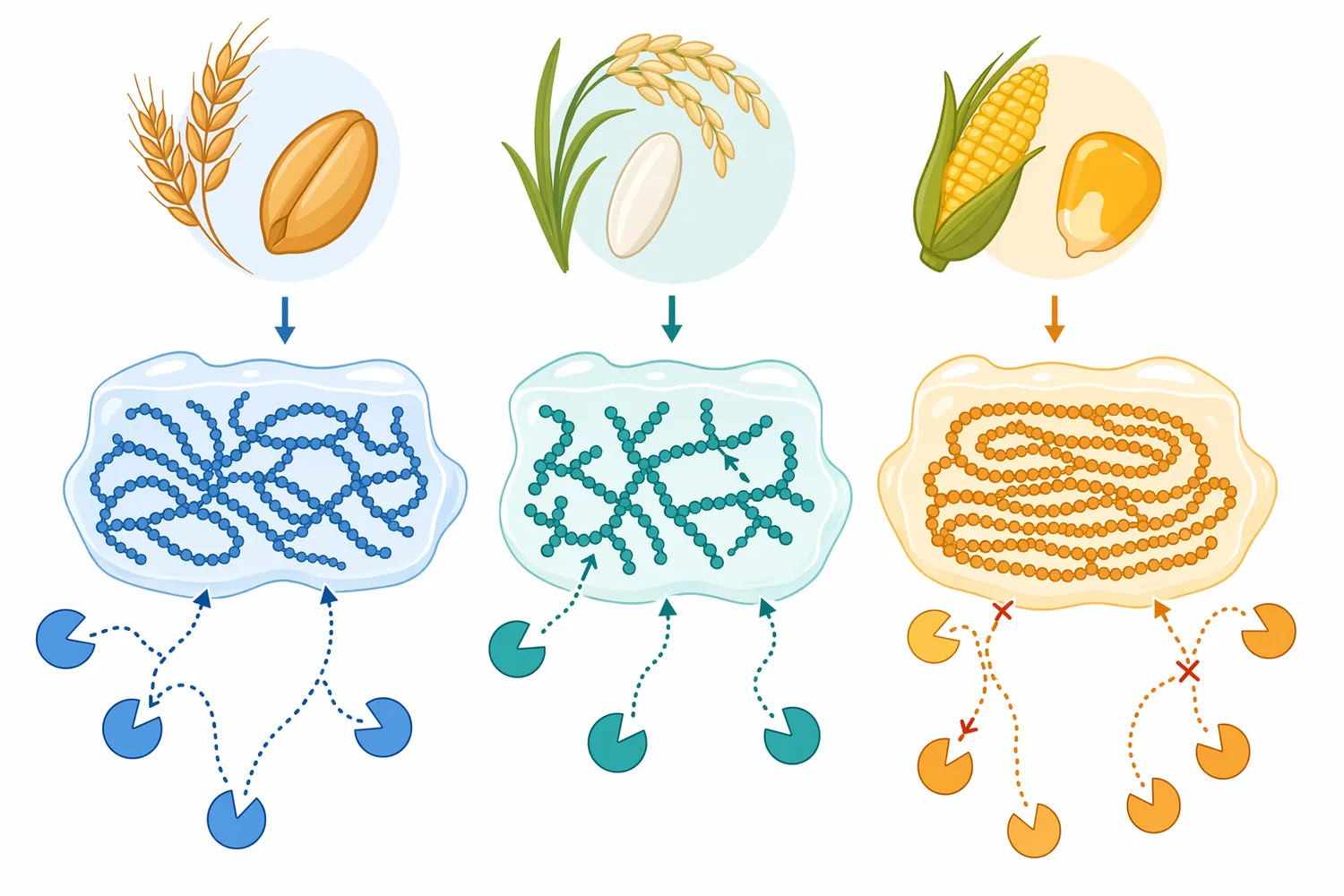 Rice, maize, and model starch studies show that substrate structure and accessibility influence maltogenic amylase modification.