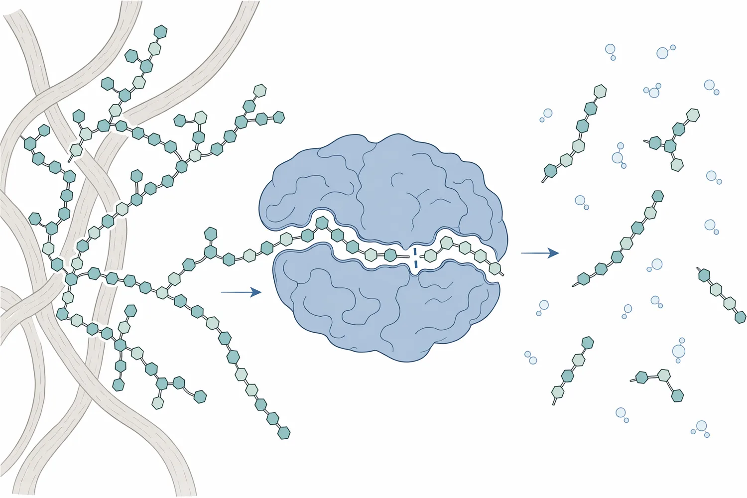 Mannanase hydrolyzes internal β-1,4 bonds in β-mannan backbones, converting long water-binding polymers into shorter fragments.