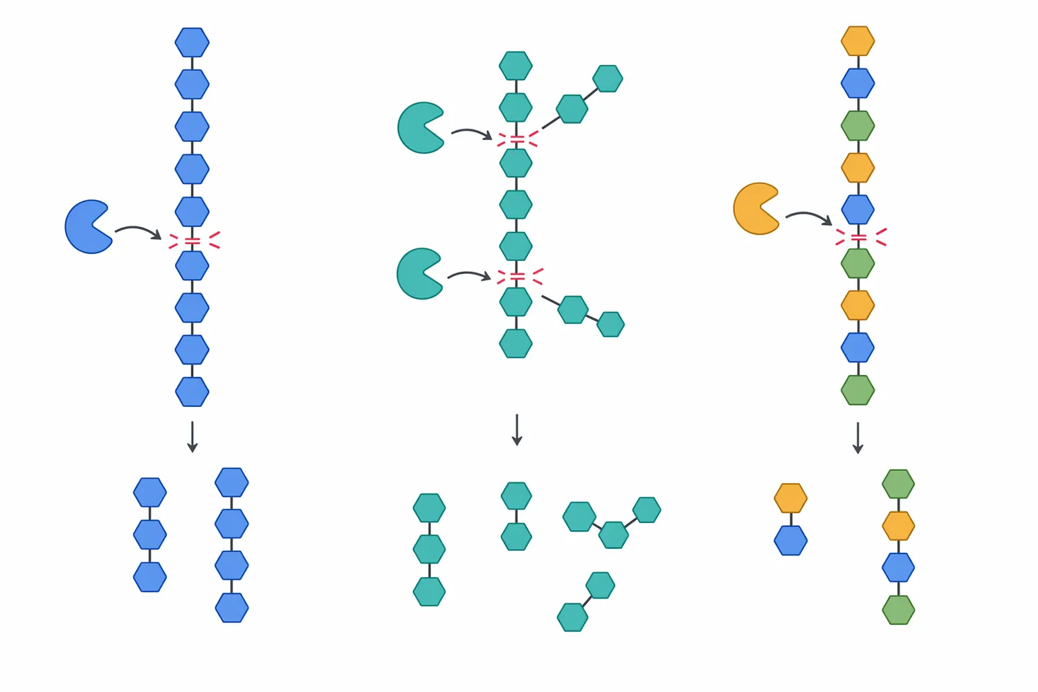 Beta-mannan, galactomannan and glucomannan differ in structure but all contain mannan-type bonds targeted by beta-mannanase.