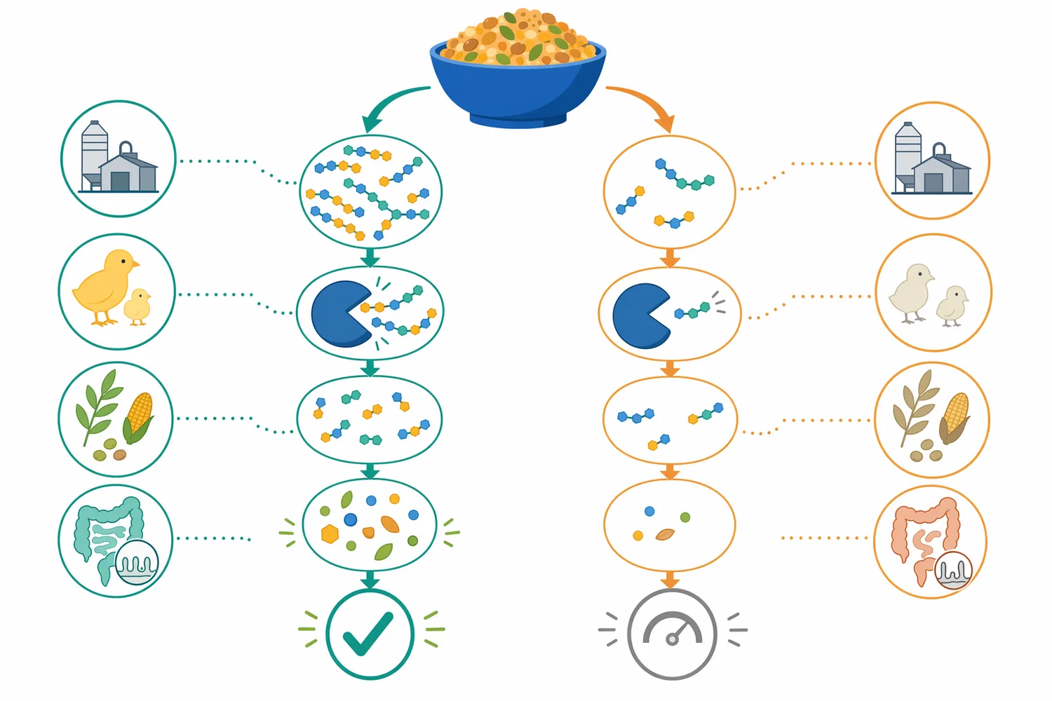 The practical response to mannanase depends on mannan substrate level as well as animal, ingredient and processing conditions.
