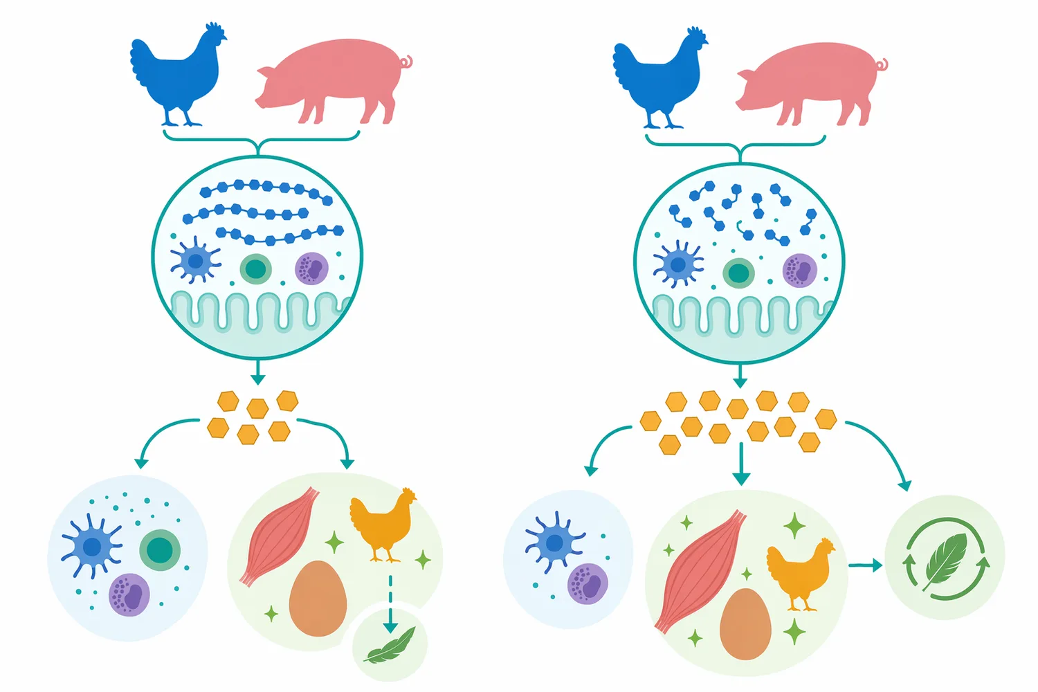 Hydrolyzing β-mannan structures can reduce non-productive gut immune stimulation and help conserve nutrients for productive functions.