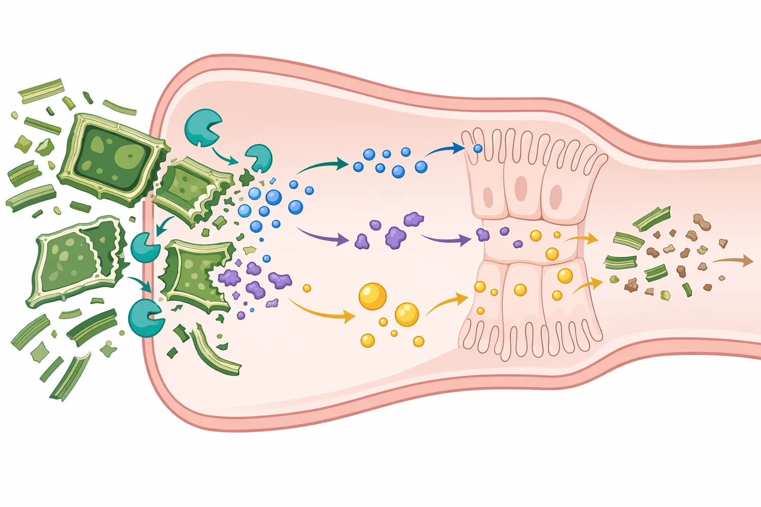 By reducing β-mannan-related shielding and viscosity, mannanase can improve access to energy, amino acid, and fat fractions in plant-based feed.