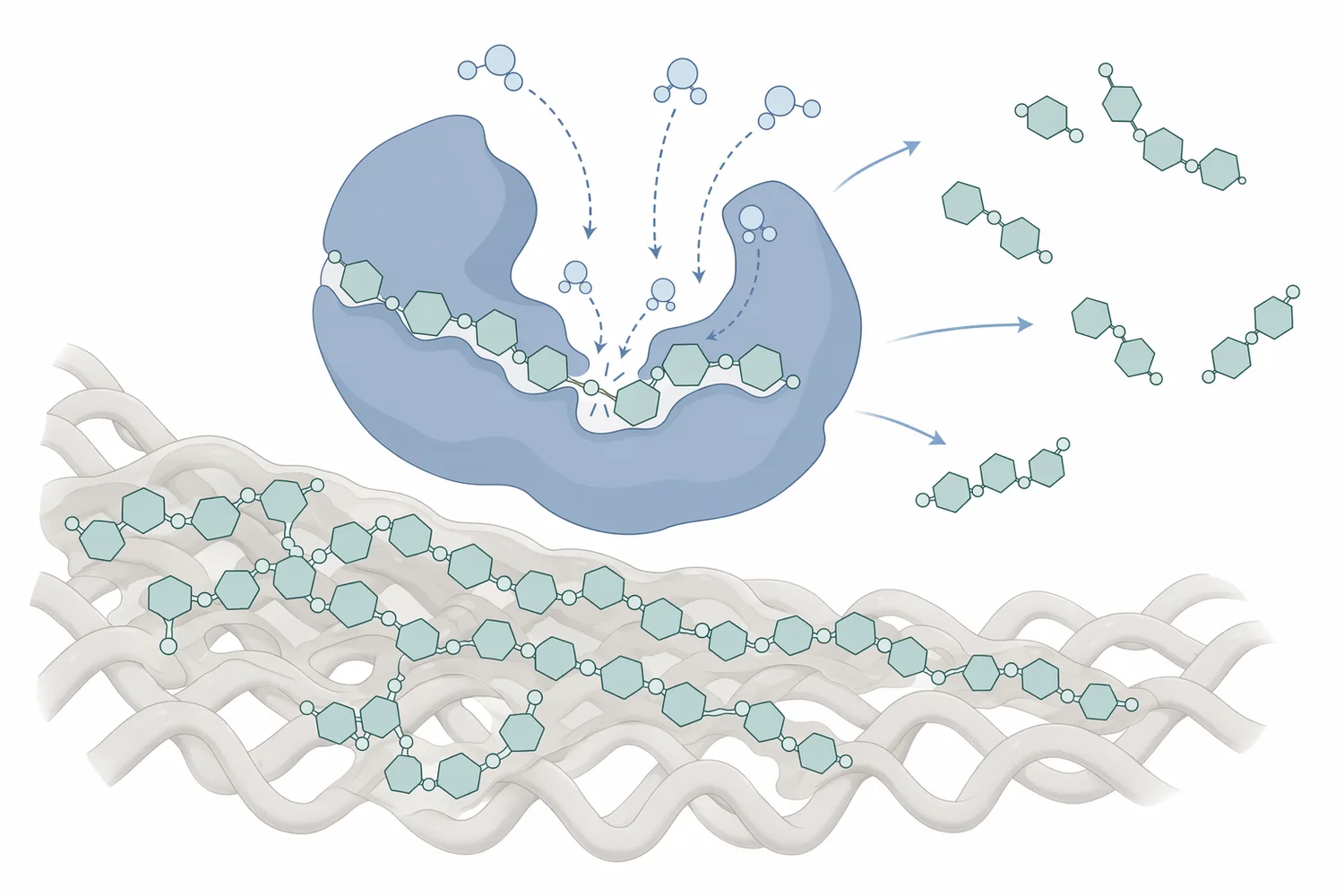 Endo-β-mannanase cleaves internal β-1,4-mannosidic bonds in mannan backbones, converting long gum polymers into shorter, more dispersible fragments.