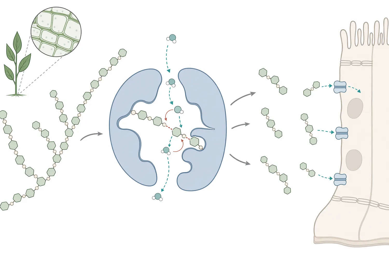 β-Mannanase hydrolyzes internal β-1,4 bonds in mannan polymers to form shorter mannan-derived fragments and oligosaccharides.