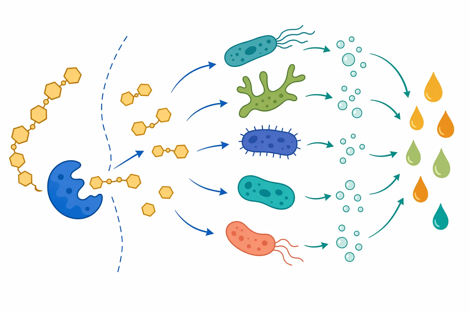 Mannan-derived oligosaccharides may indirectly affect gut microbial fermentation depending on species, diet, and microbial context.