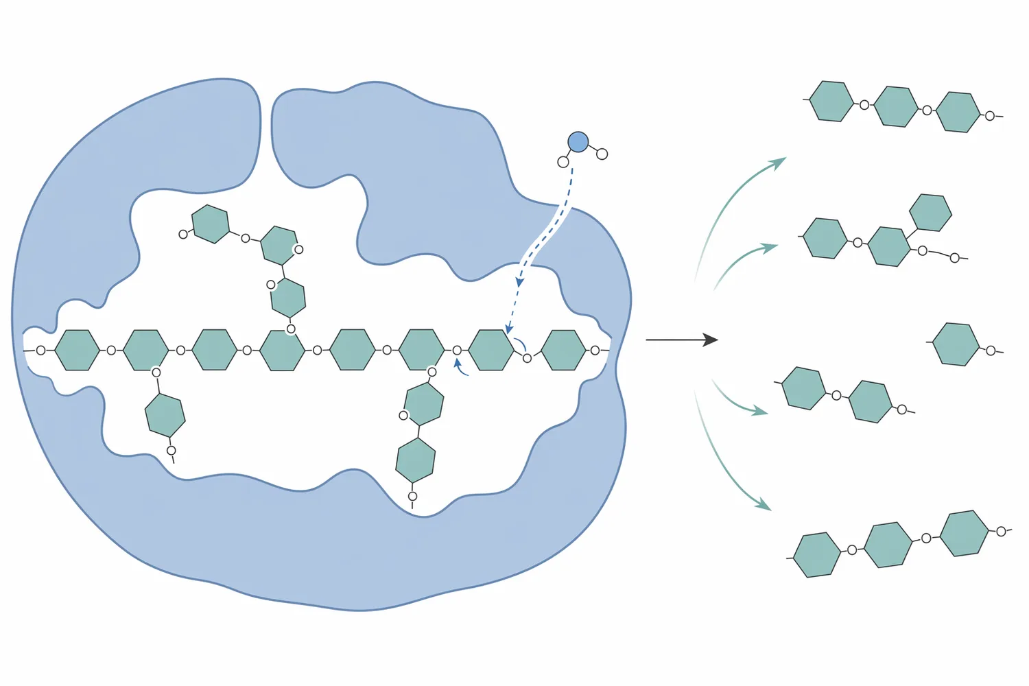 Endo-β-mannanase hydrolyzes internal β-1,4 linkages in mannan-based hemicellulose to generate shorter mannose-rich oligosaccharides.