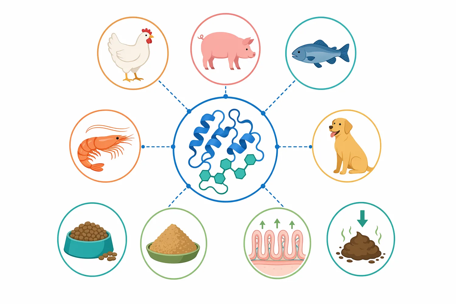 Mannanase is most relevant in diets for poultry, swine, and other animals when accessible β-mannan-rich plant ingredients contribute viscosity, nutrient encapsulation, or anti-nutritional effects.
