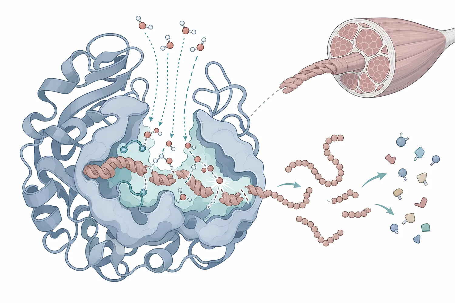 Meat protein hydrolysis enzymes are proteases that cleave peptide bonds in muscle proteins to form soluble peptides and amino acids.
