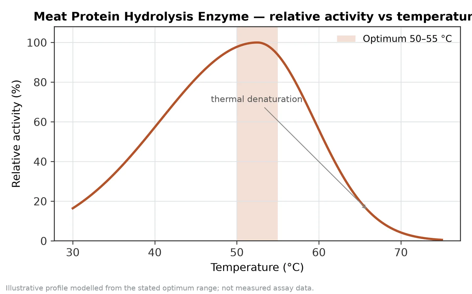 Relative activity of Meat Protein Hydrolysis Enzyme as a function of temperature, with the optimum at 50–55 °C and a characteristic thermal-denaturation fall-off above the optimum.