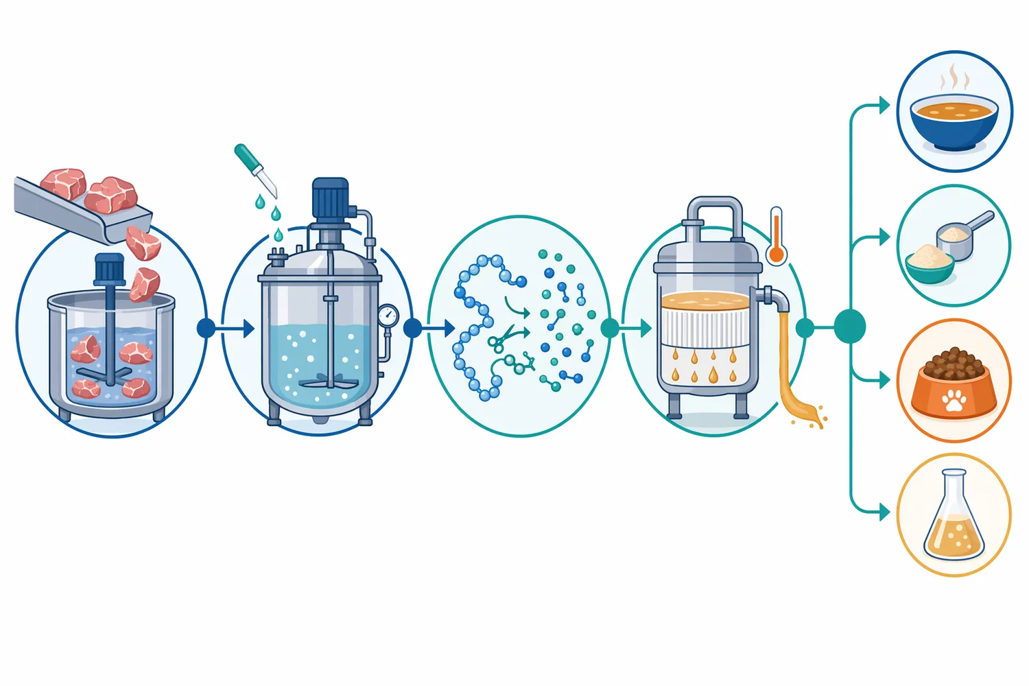A typical meat protein hydrolysis process combines comminuted meat with protease, controls hydrolysis, inactivates the enzyme, and recovers peptide-rich hydrolysate.