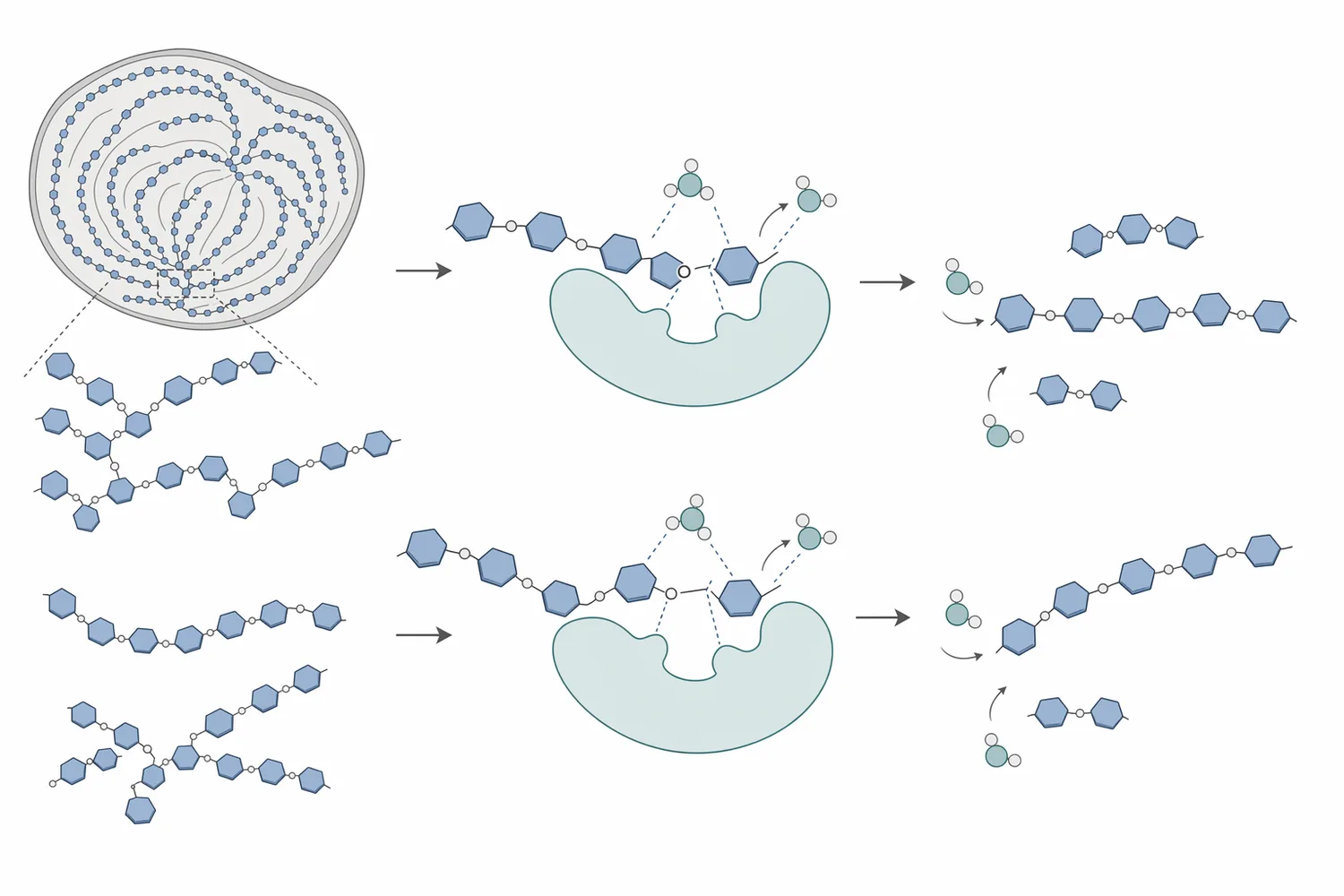 Medium temperature alpha-amylase hydrolyzes internal alpha-1,4 glycosidic bonds in gelatinized starch to produce soluble dextrins and maltose-rich fragments.