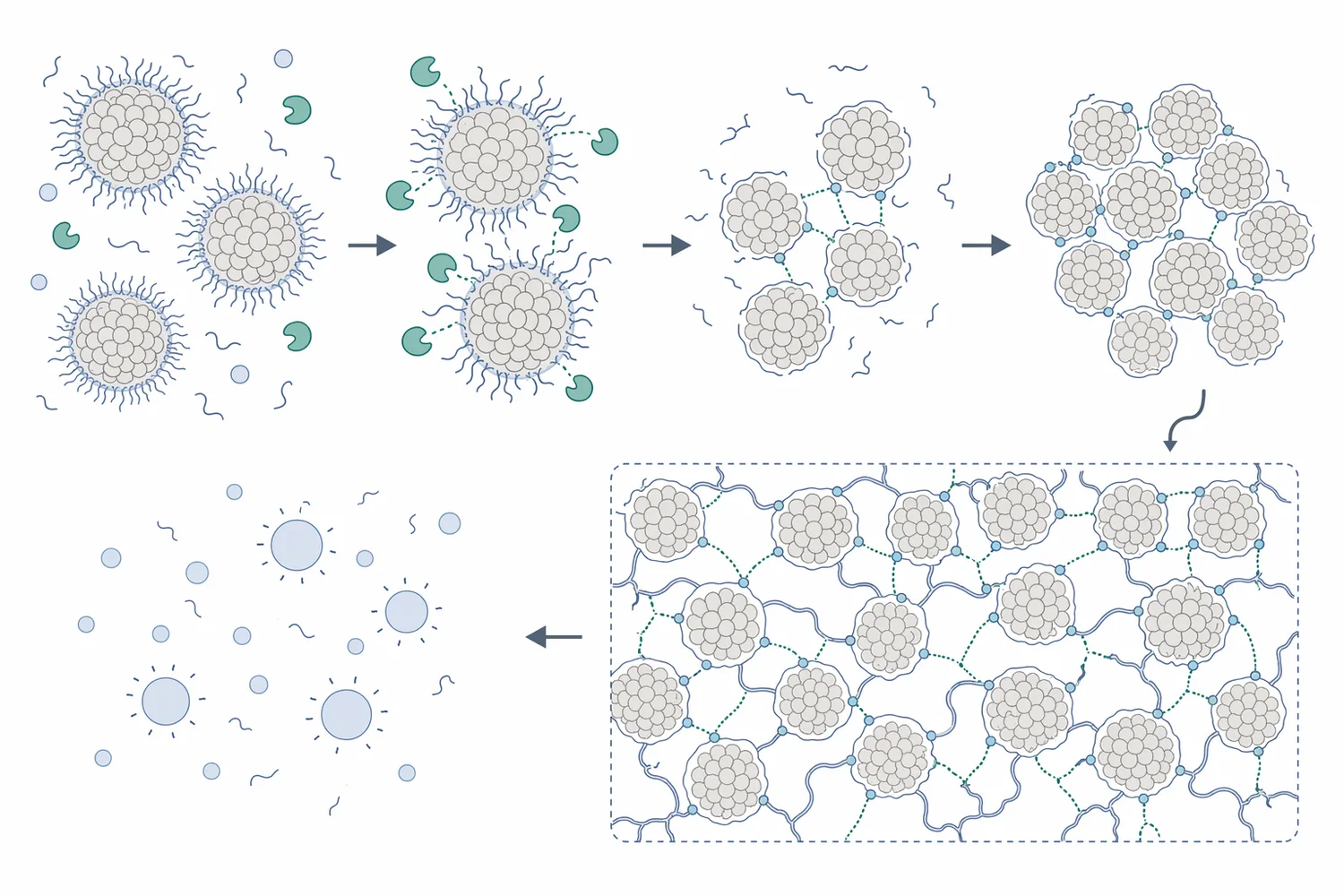 Microbial rennet destabilizes κ-casein on casein micelles so the particles aggregate into a gel network that traps fat and separates whey.