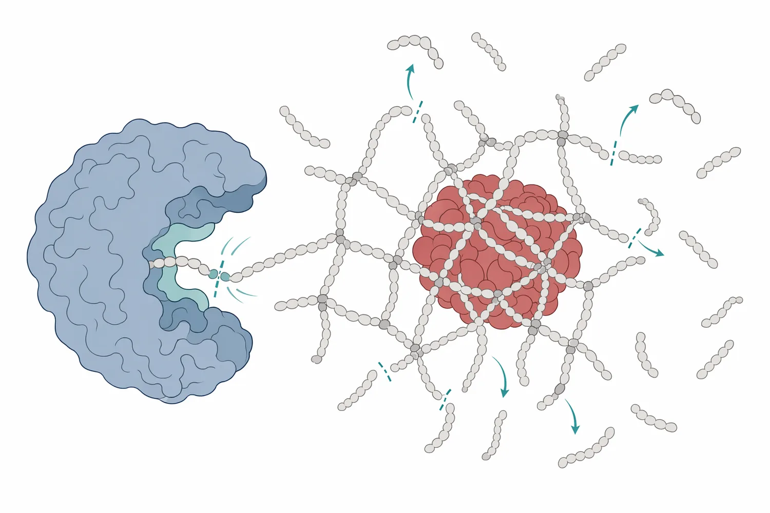 Nattokinase is a protease that cleaves accessible peptide bonds in protein networks, with fibrin mesh breakdown as the central research model discussed in the article.