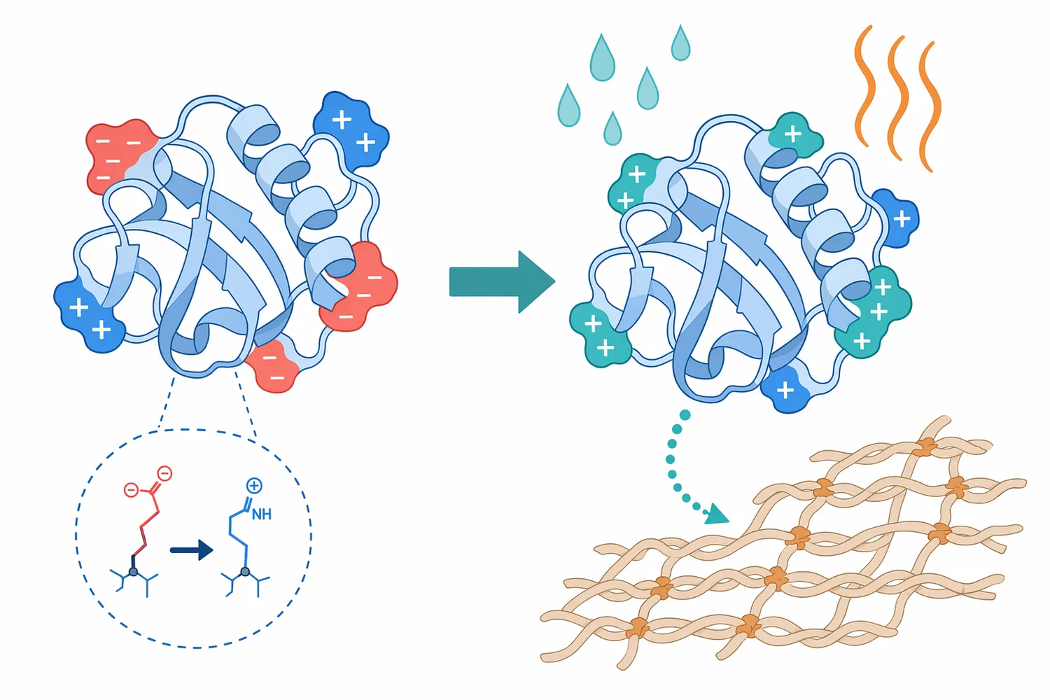Surface charge engineering studies illustrate that nattokinase performance can depend on the enzyme’s whole protein architecture, not only its catalytic site.