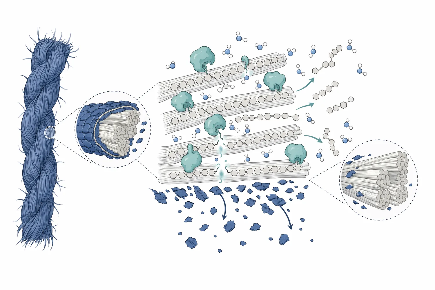 Neutral cellulase hydrolyzes accessible cellulose fibrils on denim surfaces to create controlled abrasion and indigo removal.