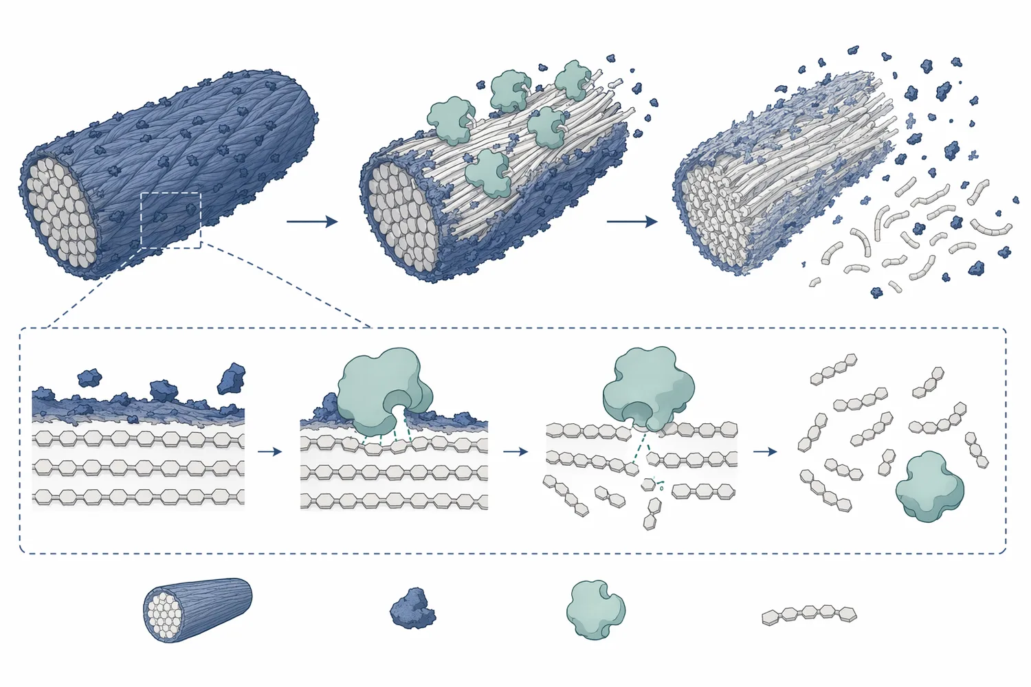 Neutral cellulase hydrolyzes surface cellulose fibrils on denim, helping remove indigo-bearing fuzz and create controlled fading.