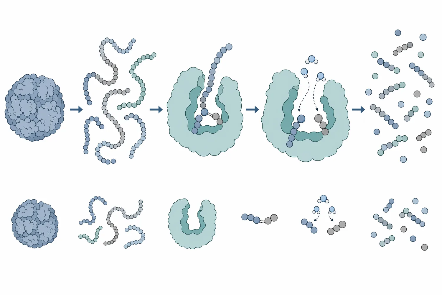 Bacillus subtilis neutral protease hydrolyzes peptide bonds in plant proteins to generate soluble peptides and amino acids under mild near-neutral conditions.