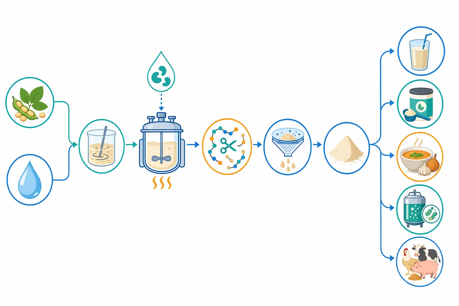 Industrial plant protein hydrolysis typically combines protein slurry preparation, neutral protease treatment, separation, drying, and formulation into food, feed, and fermentation products.