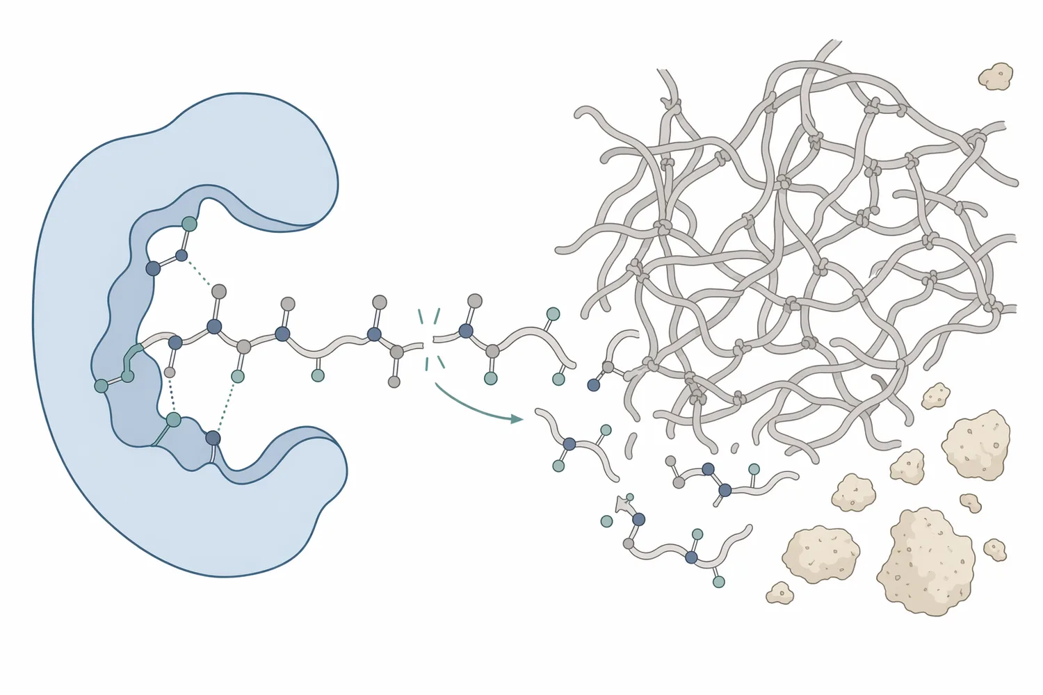 Bacillus subtilis neutral protease hydrolyzes peptide bonds in gluten proteins, reducing dough elasticity and improving handling.